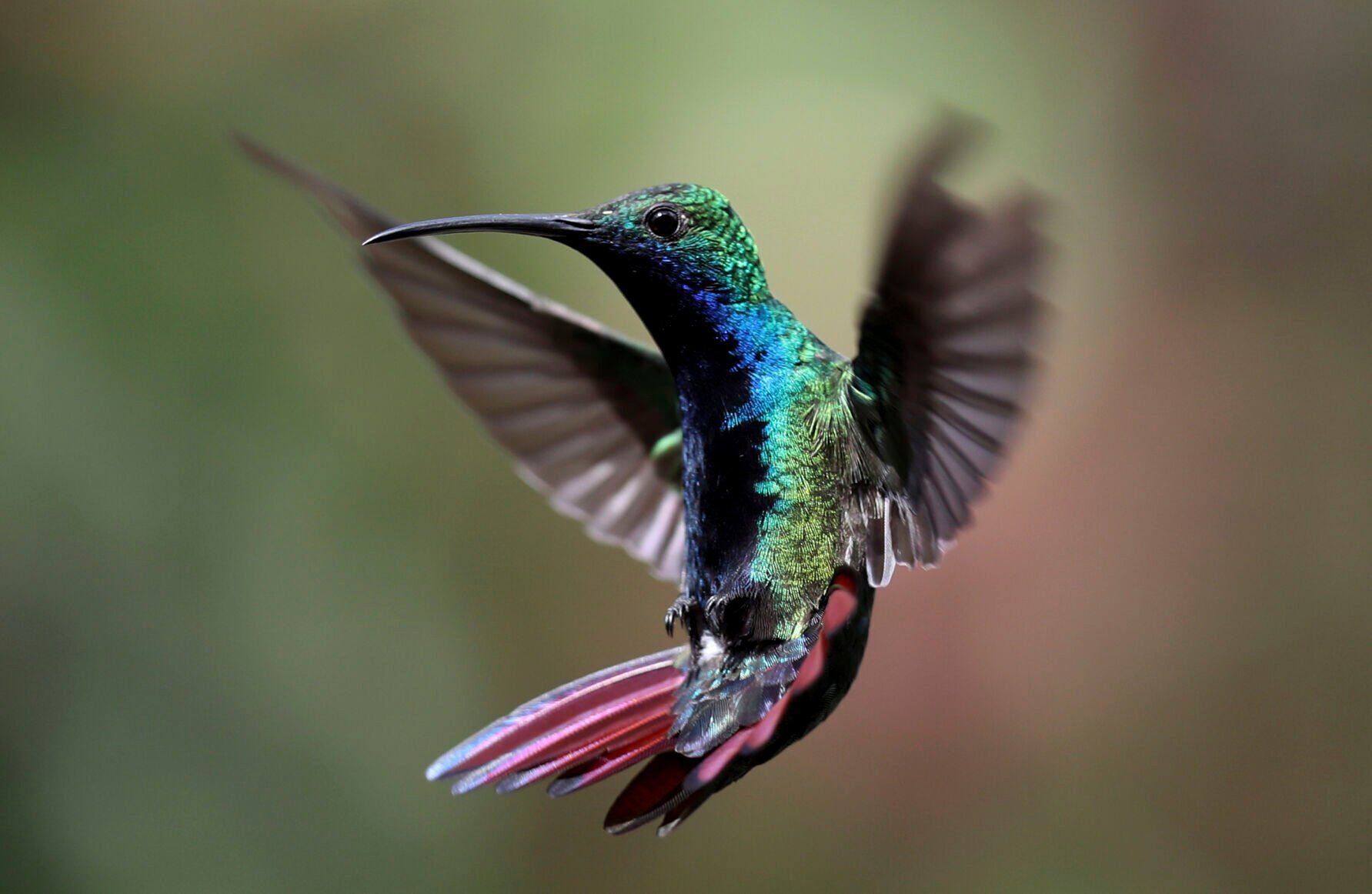 Hummingbird